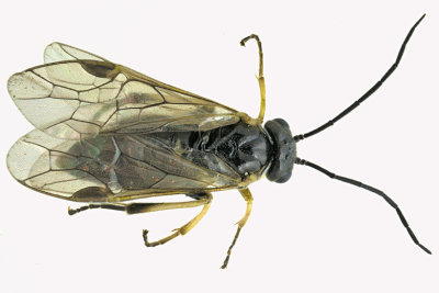 Common sawfly - Nematinae sp2 1 m18