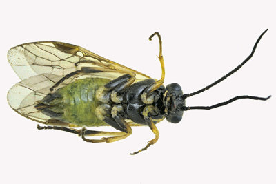 Common sawfly - Nematinae sp2 2 m18