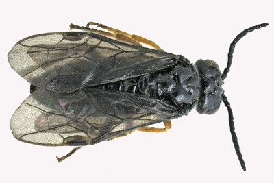 Common sawfly - Nesoselandria morio sp5 1 m18