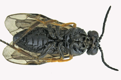 Common sawfly - Nesoselandria morio sp5 2 m18