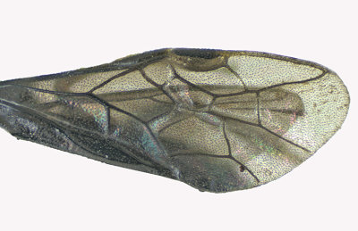 Common sawfly - Nesoselandria morio sp5 3 m18