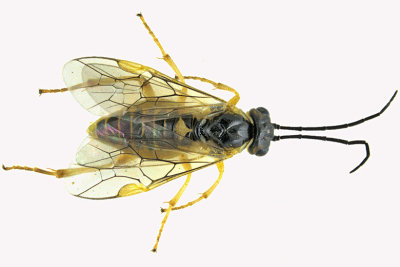 Common Sawfly - sp10 1 m18