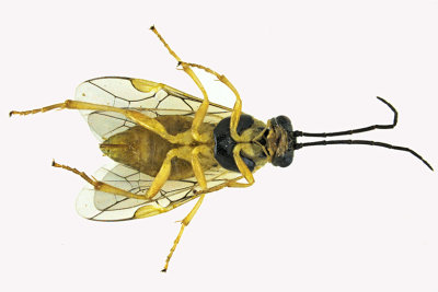 Common Sawfly - sp10 2 m18