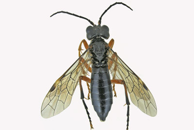 Common sawfly - Tenthredo leucostoma 1 m18