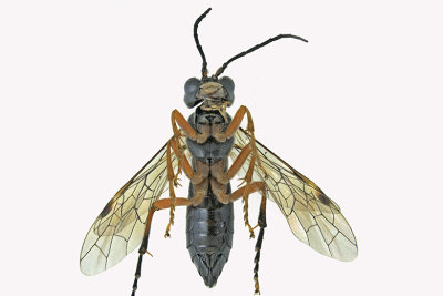 Common sawfly - Tenthredo leucostoma 2 m18