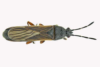 Blissidae - Ischnodemus falicus m18