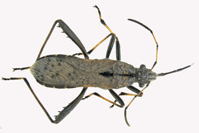 Broad-headed Bug - Alydus conspersus m18 