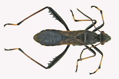 Broad-headed Bug - Alydus eurinus sp3 m18