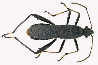Broad-headed Bug - Alydus eurinus sp4 m18