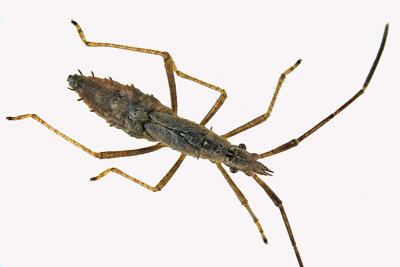 Broad-headed Bug - Protenor belfragei nymph sp1 1 m18