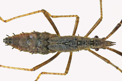 Broad-headed Bug - Protenor belfragei nymph sp1 2 m18