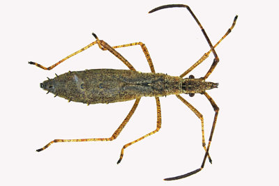 Broad-headed Bug - Protenor belfragei nymph sp2 m18