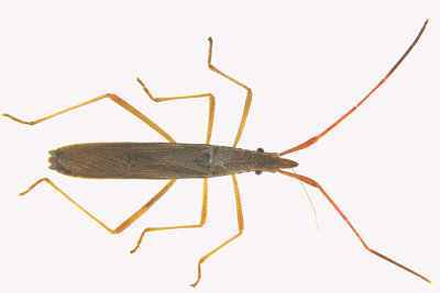 Broad-headed Bug - Protenor belfragei sp2 1 m18