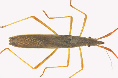Broad-headed Bug - Protenor belfragei sp2 2 m18