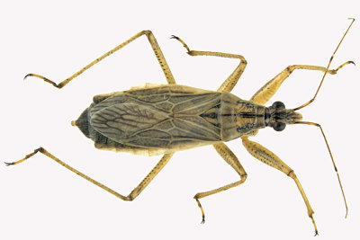 Damsel bug - Nabis - subgenus Nabis 1 m18