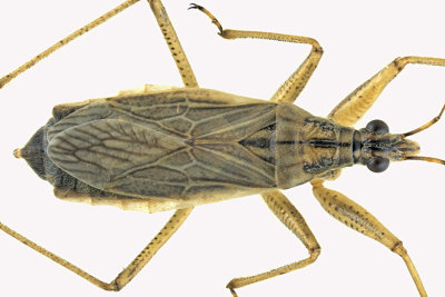 Damsel bug - Nabis - subgenus Nabis 2 m18