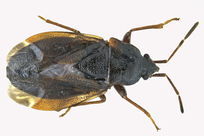 Dirt-colored Seed Bug - Drymus unus m18