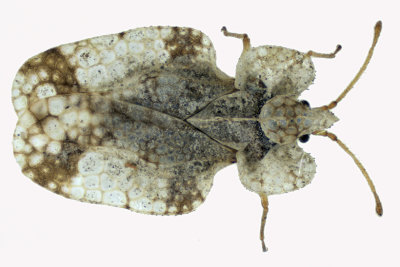 Lace Bug - Corythucha sp3 m18