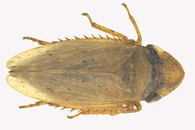 Leafhopper - Aphrodinae sp2 1 m18 