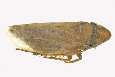 Leafhopper - Aphrodinae sp2 2 m18 