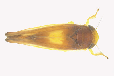 Leafhopper - Colladonus setaceus 1 m18