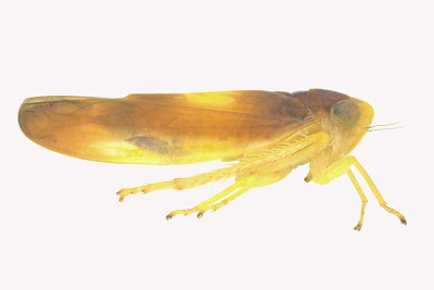 Leafhopper - Colladonus setaceus 2 m18