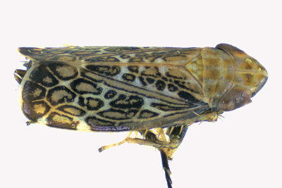 Leafhopper - Latalus personatus sp2 1 m18