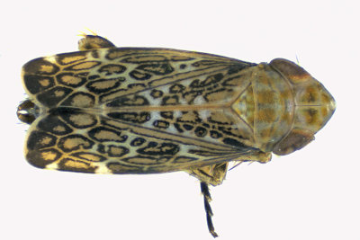 Leafhopper - Latalus personatus sp2 2 m18