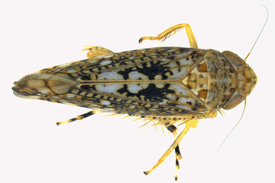 Leafhopper - Prescottia lobata sp2 1 m18