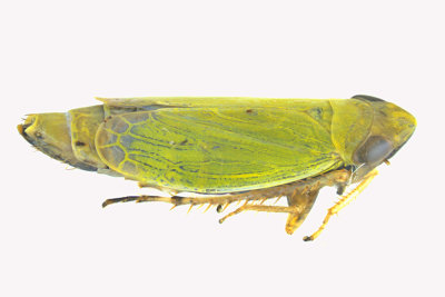 Leafhopper - Sorhoanus sp m18
