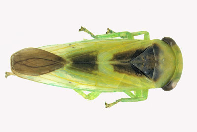 Leafhopper - Idiocerus lunaris sp3 m18