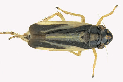 Leafhopper - Evacanthus interruptus m18