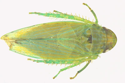 Leafhopper - Gyponana sp2 1 m18