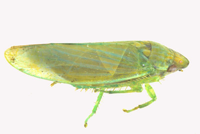 Leafhopper - Gyponana sp2 2 m18