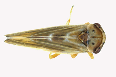 Leafhopper - Agalliopsis ancistra sp2 1 m18 