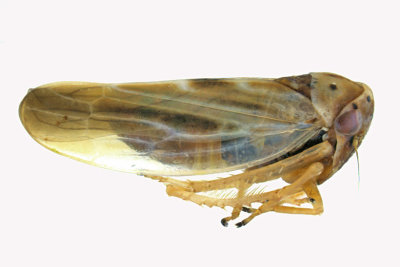 Leafhopper - Agalliopsis ancistra sp2 2 m18 