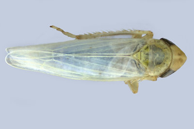 Leafhopper - Dikraneura sp2 m18 