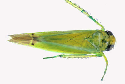 Leafhopper - Kyboasca atrolabes sp2 1 m18