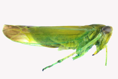 Leafhopper - Kyboasca atrolabes sp2 2 m18