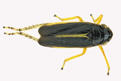 Leafhopper - Evacanthus interruptus - 1 m18