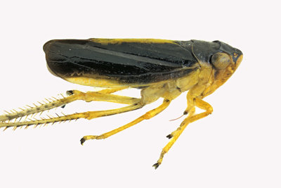 Leafhopper - Evacanthus interruptus - 2 m18