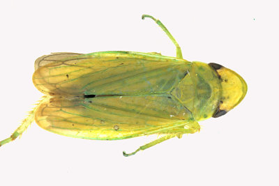 Leafhopper - Hecalus major m18 