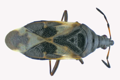 Minute Pirate Bug - Anthocoris musculus m18