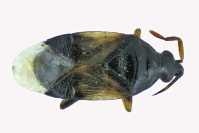 Minute Pirate Bug - Orius insidiosus m18