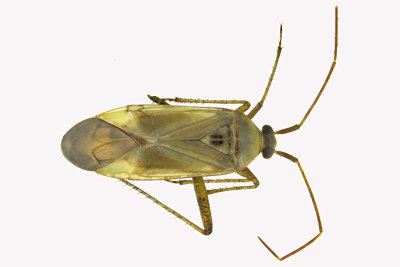 Plant Bug - Adelphocoris lineolatus - Alfalfa Plant Bug m18