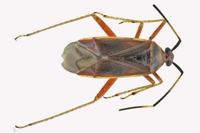 Plant bug - Adelphocoris rapidus sp1 m18