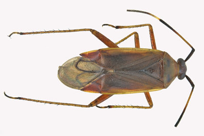 Plant bug - Adelphocoris rapidus sp2 m18