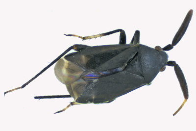 Plant Bug - Atractotomus mali m18