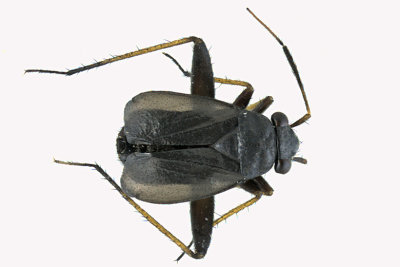 Plant Bug - Halticus apterus m18