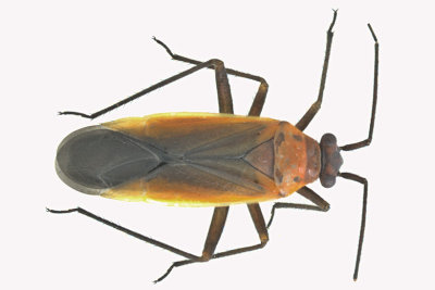 Plant bug - Lopidea sp m18